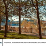 How Three Cities Can Transform Fallen Trees into Revenue Streams